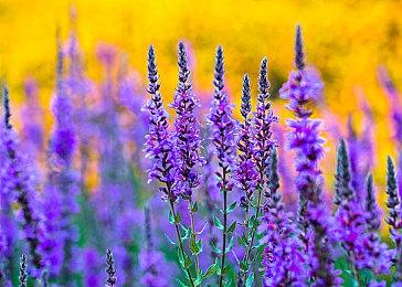 《夜影侠：重制版》NS版上线 明年1月17日发售