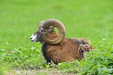 《世纪：灰烬纪元》PS5＆PS4版跳票 原定7＆19发行